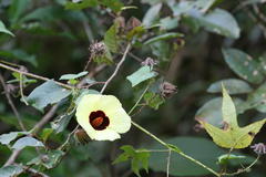 Hibiscus surattensis